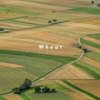 Wheat