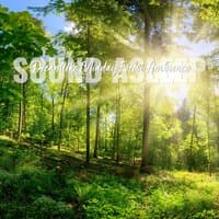 Sound Asleep: Dreamlike Midday Forest Ambience