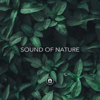 Sound Of Nature