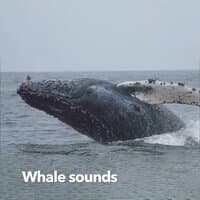 Whale Sounds