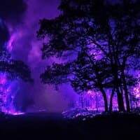 Purple Forest