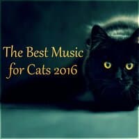 The Best Music for Cats 2016 – Peaceful Sounds to Calm Down Your Pet, Anti-Stress Music