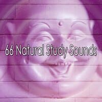 66 Natural Study Sounds