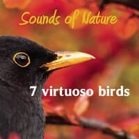 7 virtuoso birds