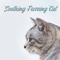 Soothing Purring Cat: Perfect Sounds for Sleep, Relaxation and Stress Relief