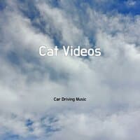 Cat Videos