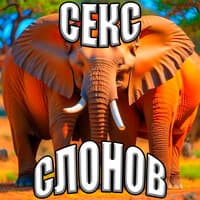 Секс слонов