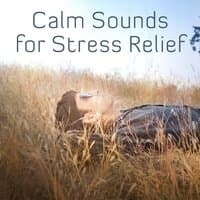 Calm Sounds for Stress Relief – Soothing New Age Music, Beautiful Sounds for Mind Peace, Best Background Music for Relaxation