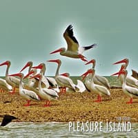 Pleasure Island