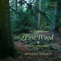 The Woodland Series: Pine Wood - European Birdsong Ambience