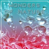 Wonders of Nature - Sounds of Nature, Help in Stress, Strong Rain, Best Rest, Under a Blanket at the Fireplace