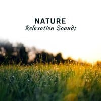 Nature Relaxation Sounds – Soft Nature for Mind Peace, Inner Relaxation, Stress Relief, New Age Music