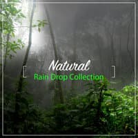 #24 Natural Rain Drop Collection from Nature