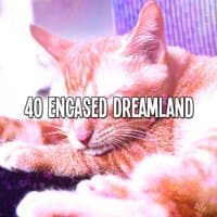 40 Encased Dreamland