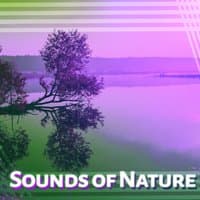 Sounds of Nature – Music for Relaxation, Calming Melodies, Birds Singing, Sounds of Forest