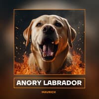 Angry Labrador