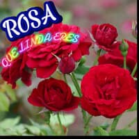 Rosa Que Linda Eres