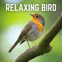 Relaxing Bird