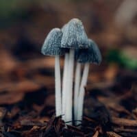 huge furry mushrooms