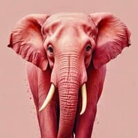 Pink Elephant