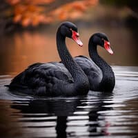 Black Swans