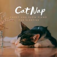 Cat Nap - Sweet and Slow Piano for Sleeping