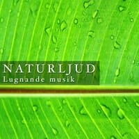 Naturljud: Lugnande musik för Stressade och Sömnlösa Själar