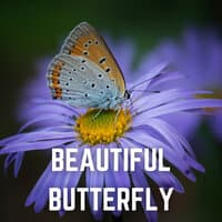 Beautiful Butterfly