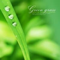 Green grass