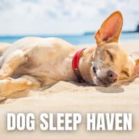 Dog Sleep Haven