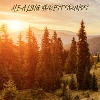 Healing Forest Sounds