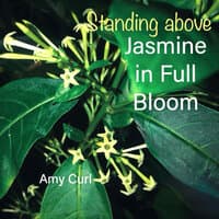 Standing Above Jasmine in Full Bloom