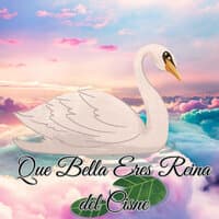 Que Bella Eres Reina del Cisne