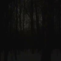 Dark Forest