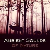 Ambient Sounds of Nature – Feel Nature Energy, Music for Total Relaxation, Reduce Stress