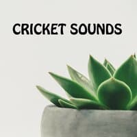 Cricket Sounds