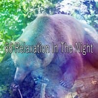 66 Relaxation in the Night