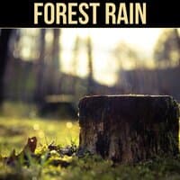 Forest Rain - Soft Falling Rain, Relaxing Melody, Restful Sounds, Calm Music for Sleep, Deep Sound for Relaxation, Serenity Music Reduce Sadness, Pure Water Sound