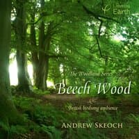 The Woodland Series: Beech Wood - British Birdsong Ambience