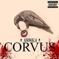 Corvus