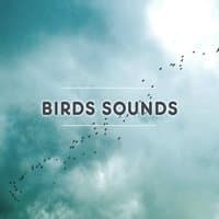 Birds Sounds – Music for Relaxation, Spa, Forest of Birds, Healing Melodies