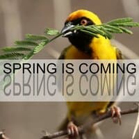 Spring Is Coming