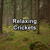 Relaxing Crickets