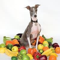 Excellent Italian Greyhound