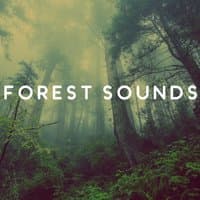 Forest Sounds – Calming Music for Relaxation, Birds Singing, Soothing Guitar, Peaceful Mind