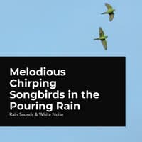 Melodious Chirping Songbirds in the Pouring Rain