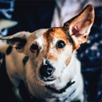 Meditation Music for Dogs