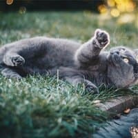 Sounds of Nature - Soft Music for Sleep, Cat Sleep