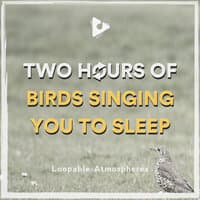 2 Hours Of Birds Singing You To Sleep