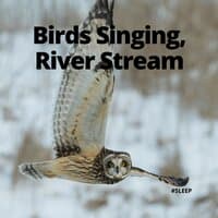 Birds Singing, River Stream